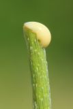 Image of taxon representative. Author is Анатолий Кузьмин