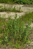 Potentilla recta ssp. pilosa