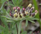 Anthyllis subspecies rubriflora