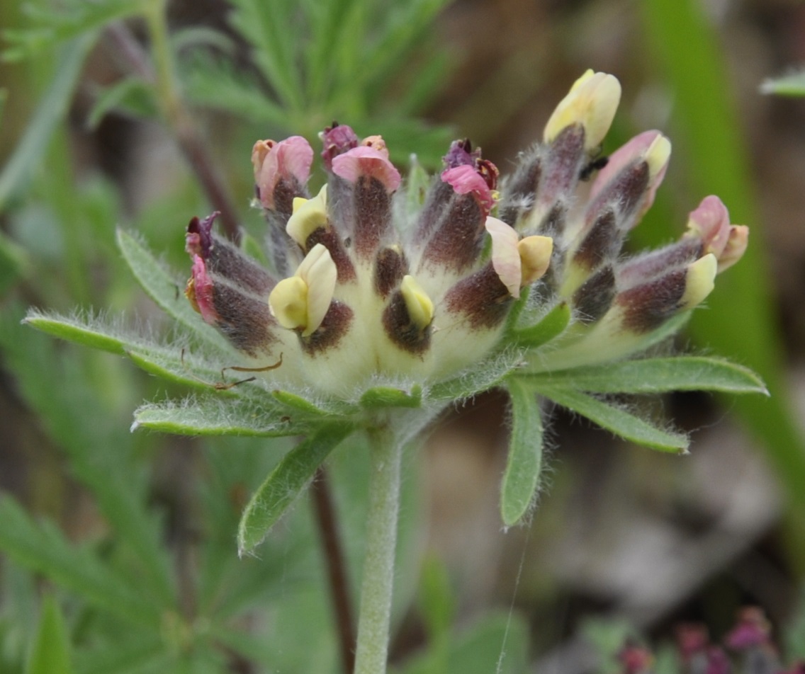 Изображение особи Anthyllis vulneraria ssp. rubriflora.