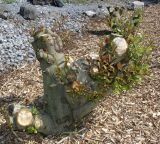 genus Salix. Комлевая часть спиленого многоствольного дерева с молодыми побегами. Германия, г. Дюссельдорф, Ботанический сад университета. 04.05.2014.