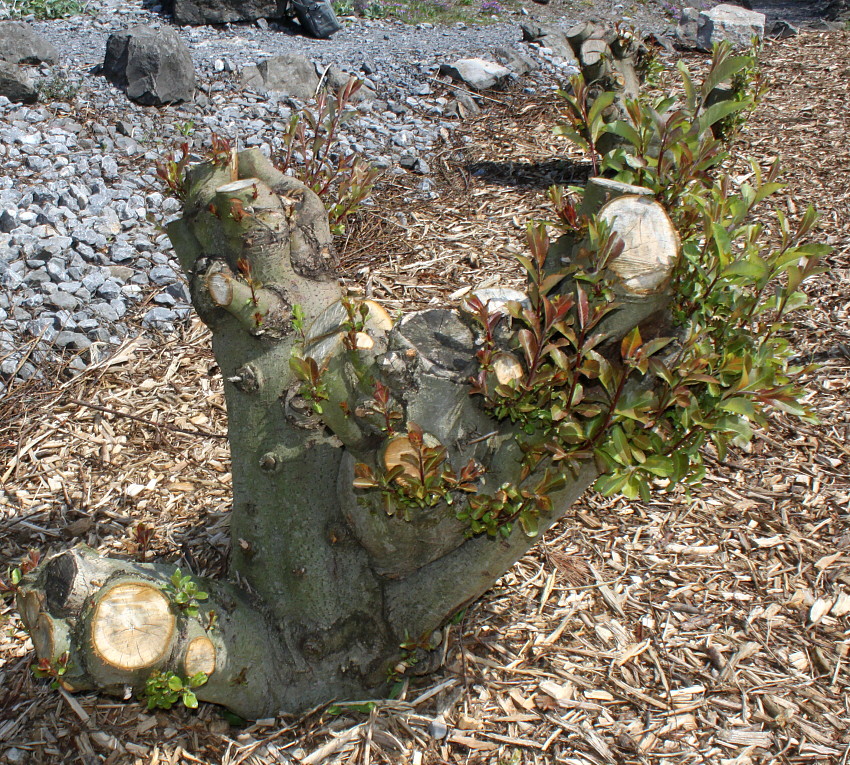 Image of genus Salix specimen.