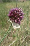 Allium atroviolaceum