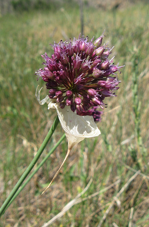 Изображение особи Allium atroviolaceum.