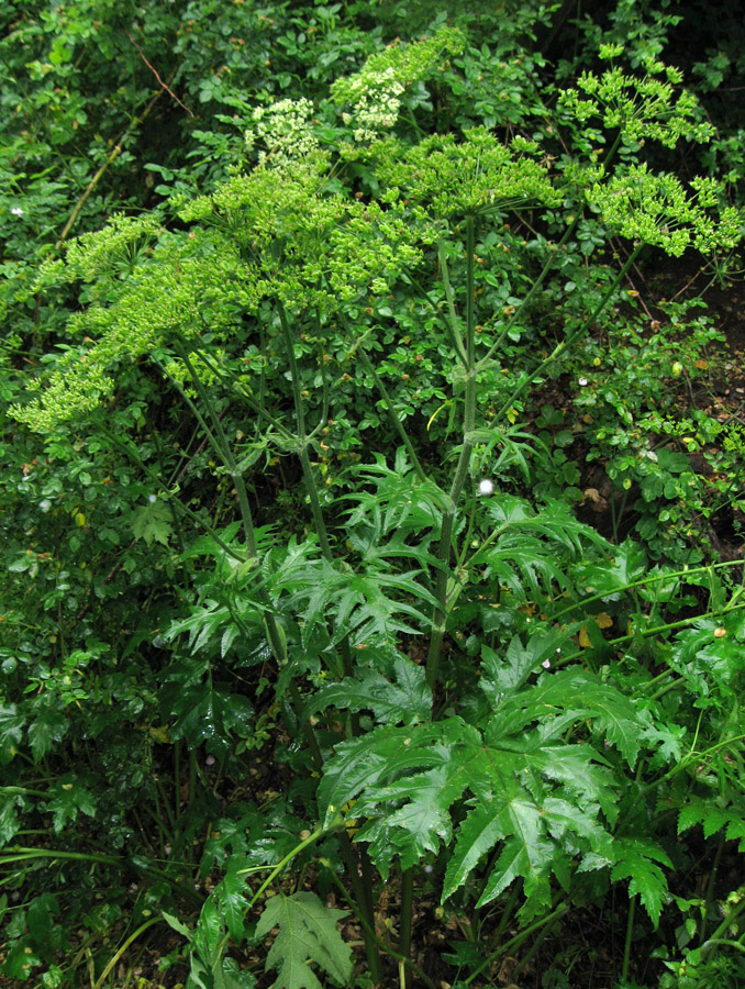 Image of genus Heracleum specimen.