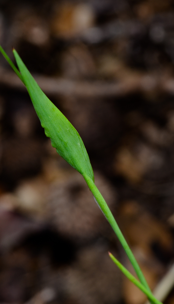 Изображение особи Cynosurus echinatus.