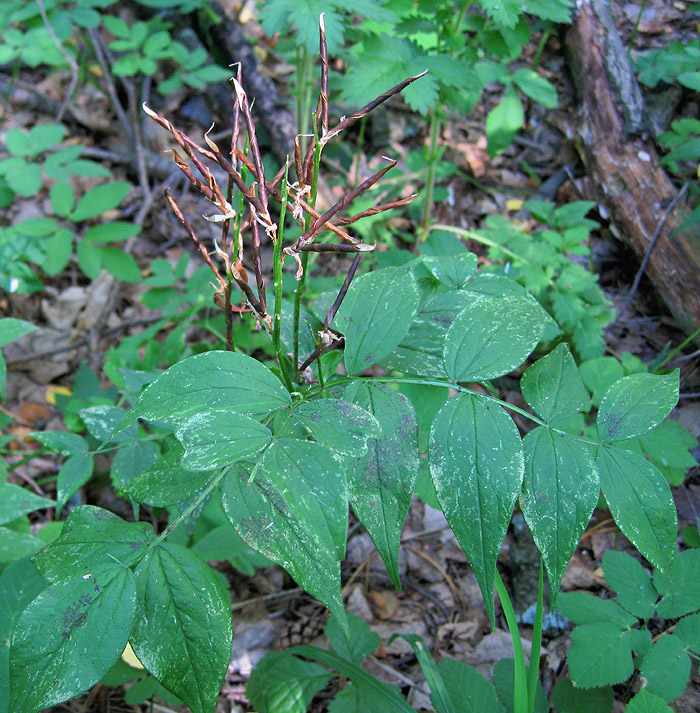 Изображение особи Lathyrus vernus.