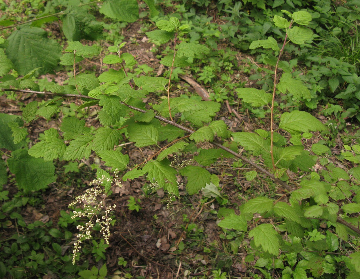 Image of Holodiscus discolor specimen.