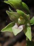 Epipactis persica