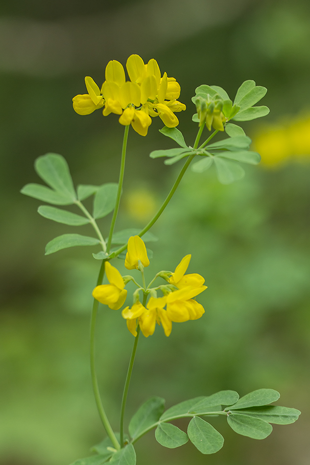 Изображение особи Hippocrepis emeroides.