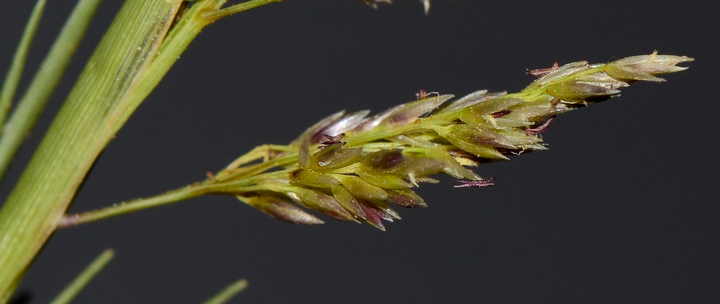 Image of Sporobolus pungens specimen.