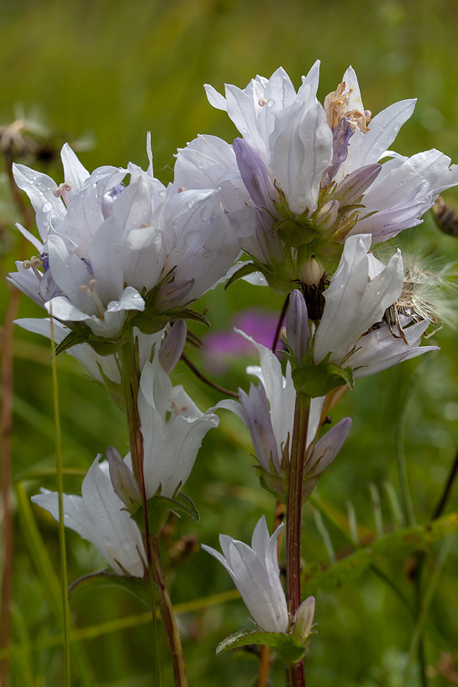 Image of Campanula glomerata specimen.