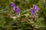 Aconitum volubile