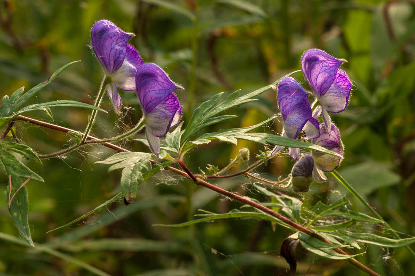 Изображение особи Aconitum volubile.