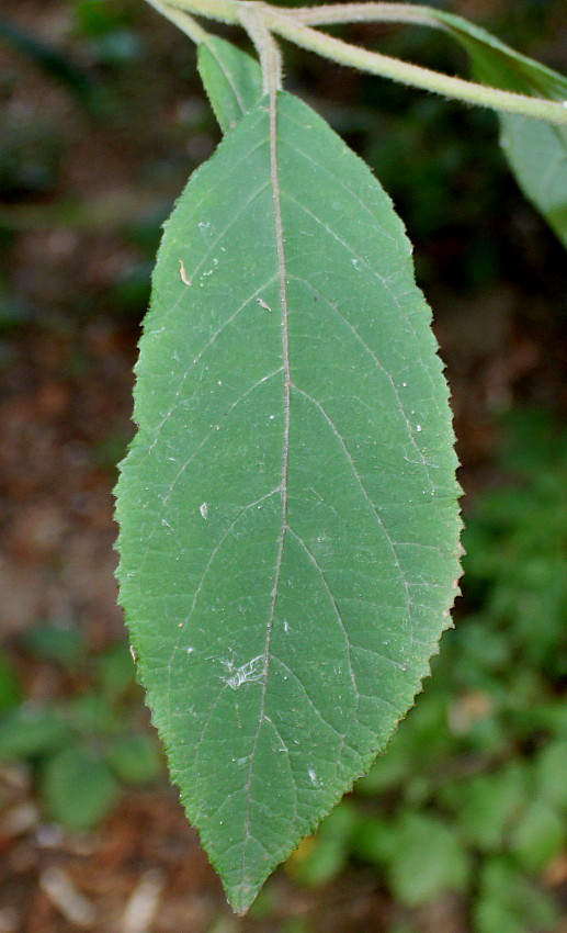 Изображение особи Hydrangea strigosa.