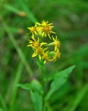 Solidago virgaurea. Верхушка цветущего растения. Республика Коми, Печоро-Илычский заповедник, долина реки Ыджыд-Ляга. 17.08.2014.