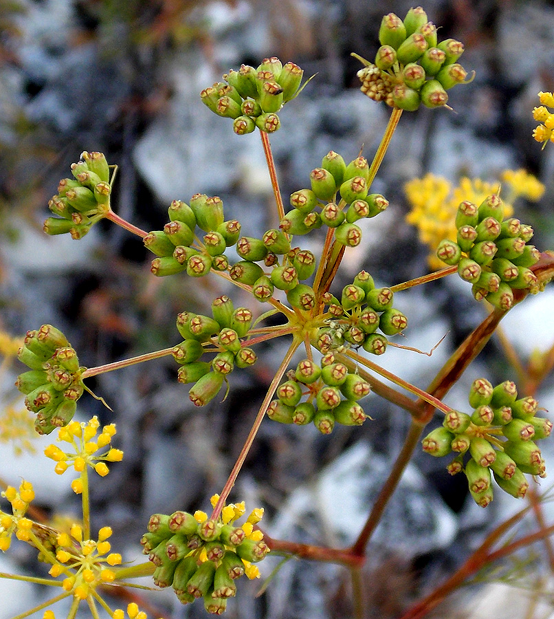 Изображение особи Peucedanum tauricum.