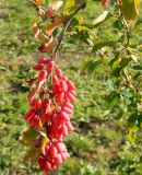 genus Berberis