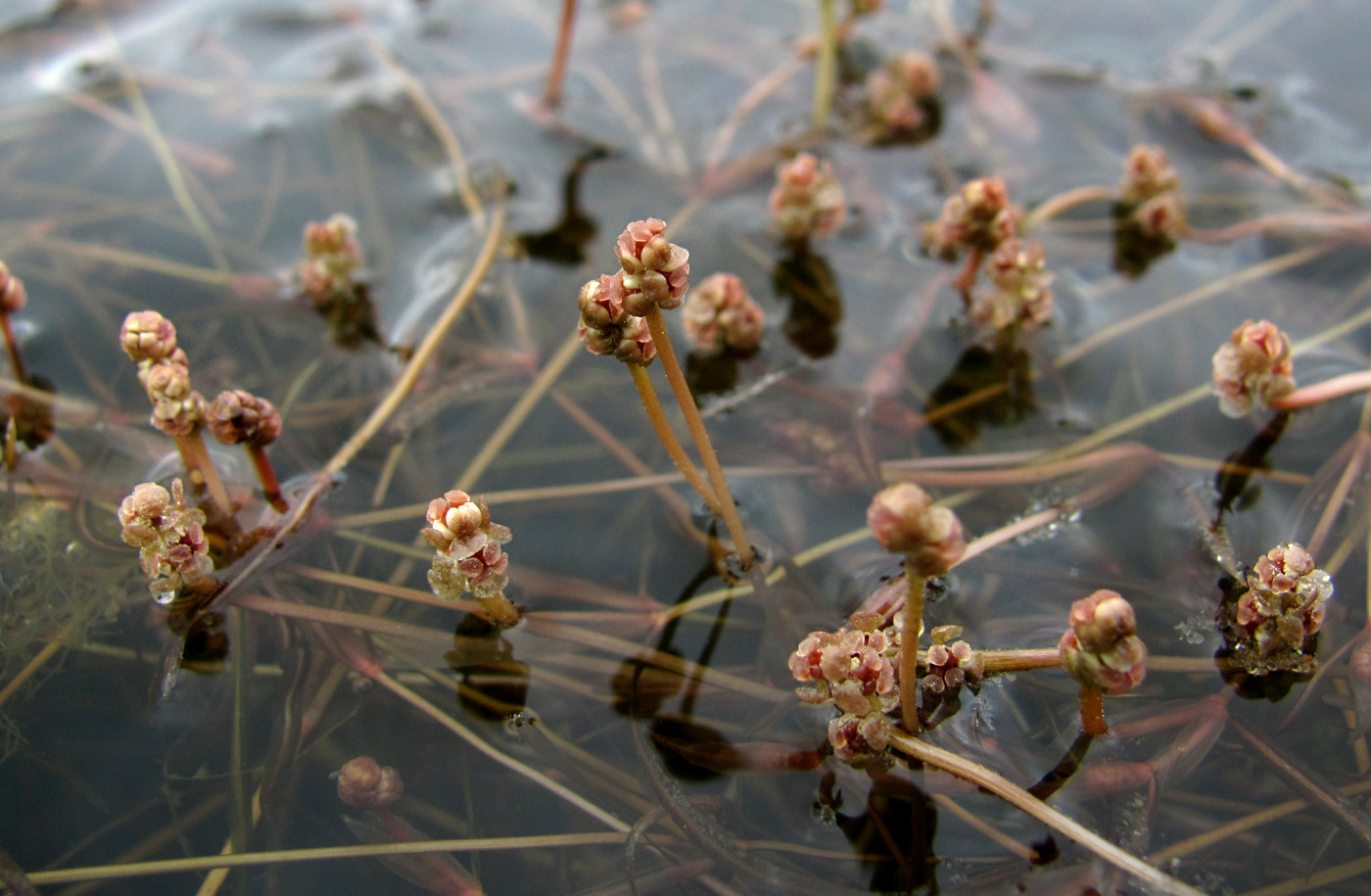 Изображение особи Potamogeton berchtoldii.