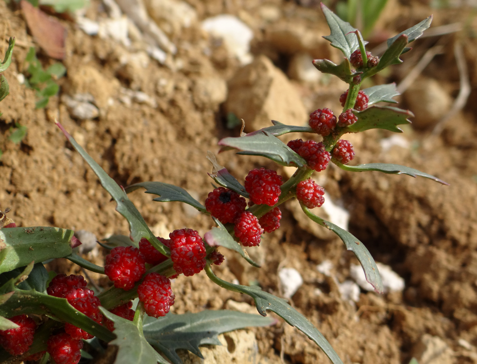 Image of Blitum virgatum specimen.