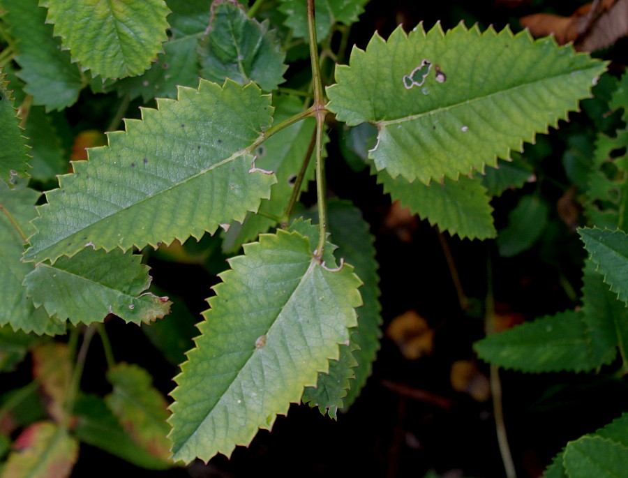 Image of Sanguisorba canadensis specimen.