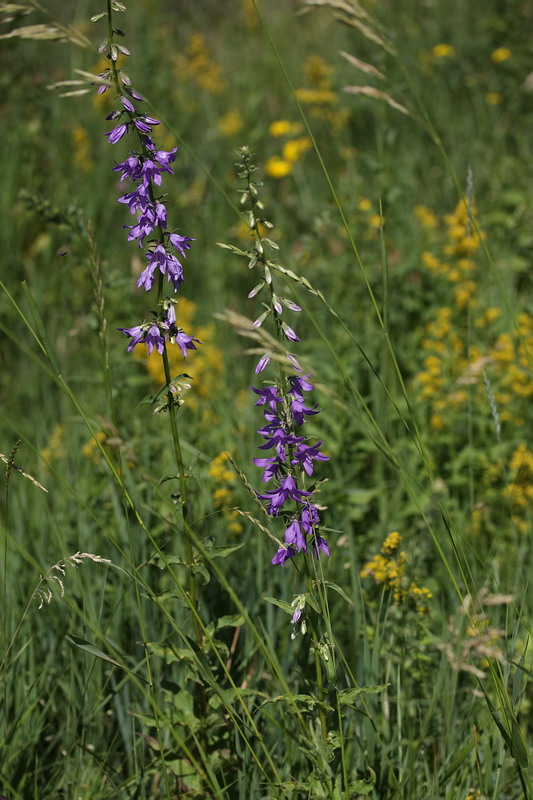 Изображение особи Campanula bononiensis.