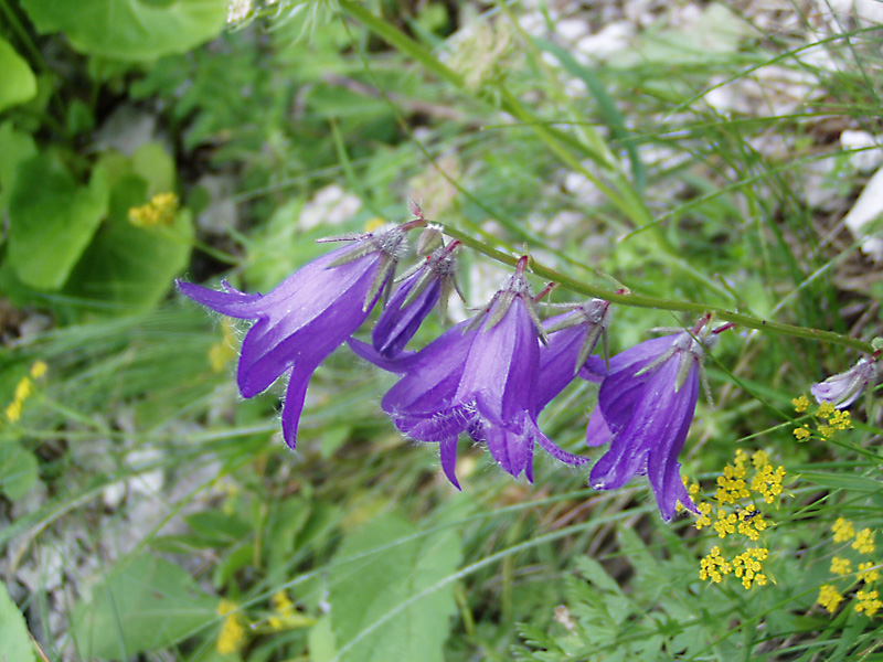 Изображение особи Campanula woronowii.