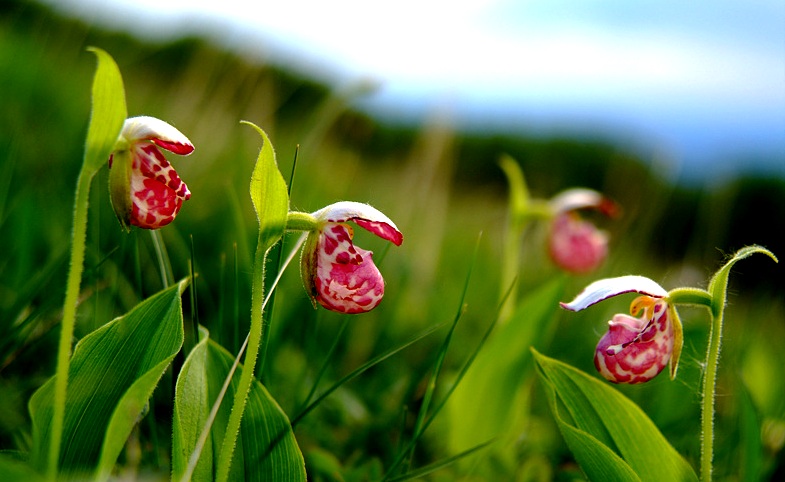 Изображение особи Cypripedium guttatum.