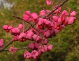 Euonymus maackii