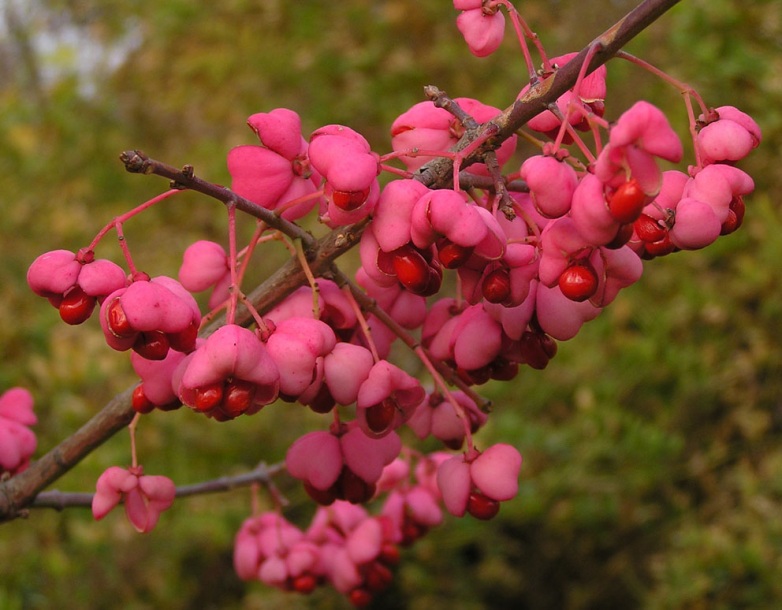 Image of Euonymus maackii specimen.