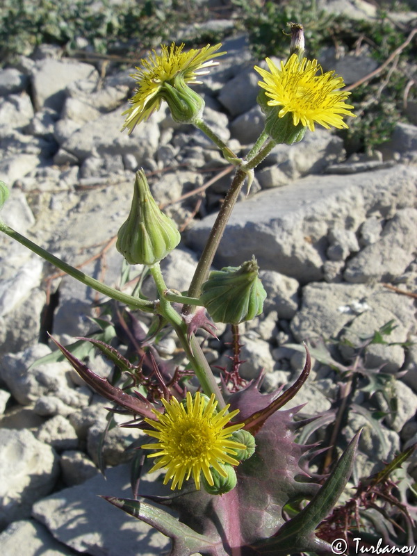 Изображение особи Sonchus oleraceus.