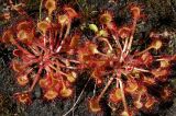 Drosera rotundifolia. Розетки листьев. Респ. Коми, окрестности Сыктывкара, торфяный берег заболоченного старого карьера. 31.07.2005.