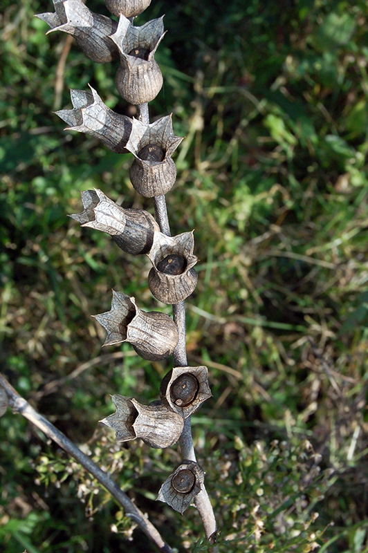 Image of Hyoscyamus niger specimen.