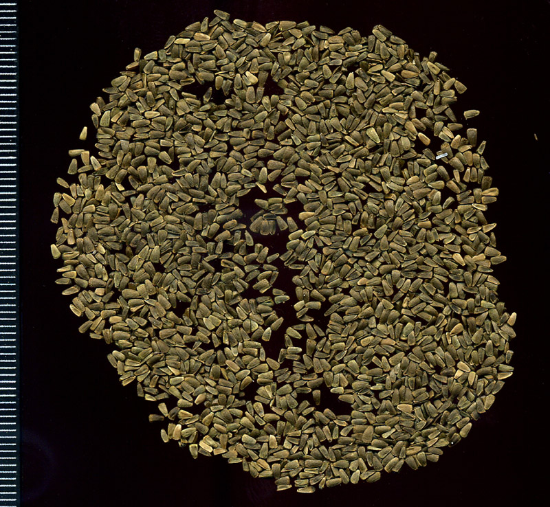 Image of Leonurus quinquelobatus specimen.