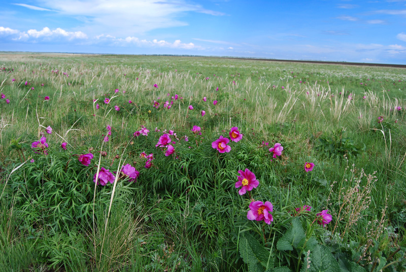 Image of Paeonia hybrida specimen.