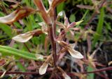 Pedicularis labradorica. Средняя часть побега плодоносящего растения. Республика Бурятия, Баунтовский эвенкийский р-н, окр. пос. Северный, долина р. Има, луг. 31.07.2013.