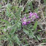 Oxytropis strobilacea. Цветущее растение. Иркутская обл., Иркутский р-н, дер. Позднякова, сухой луг. 17.05.2015.