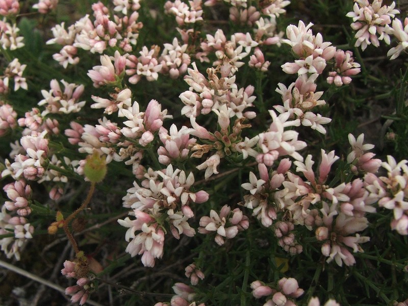 Изображение особи Asperula caespitans.