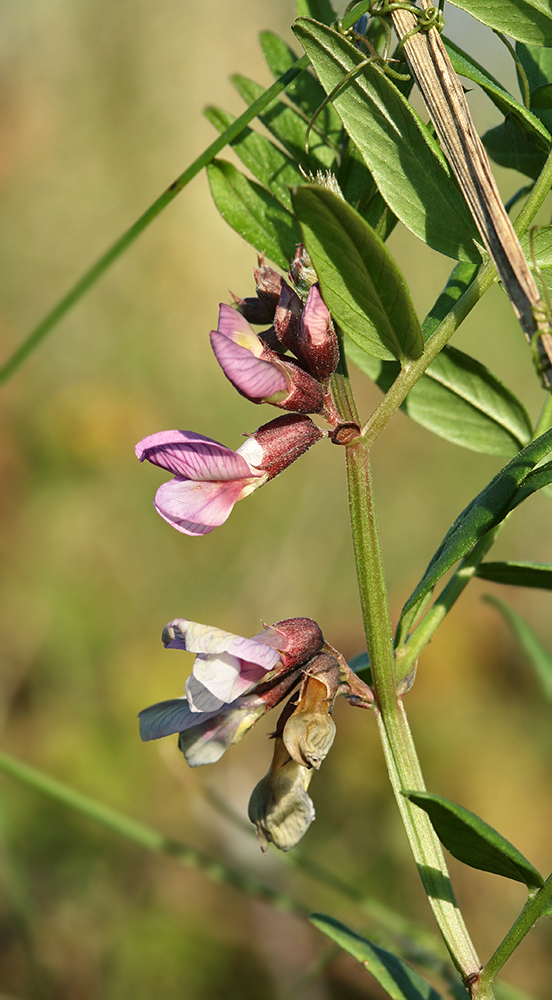 Image of Vicia sepium specimen.