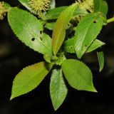 Salix triandra