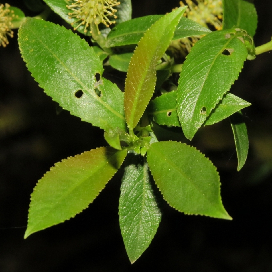 Image of Salix triandra specimen.