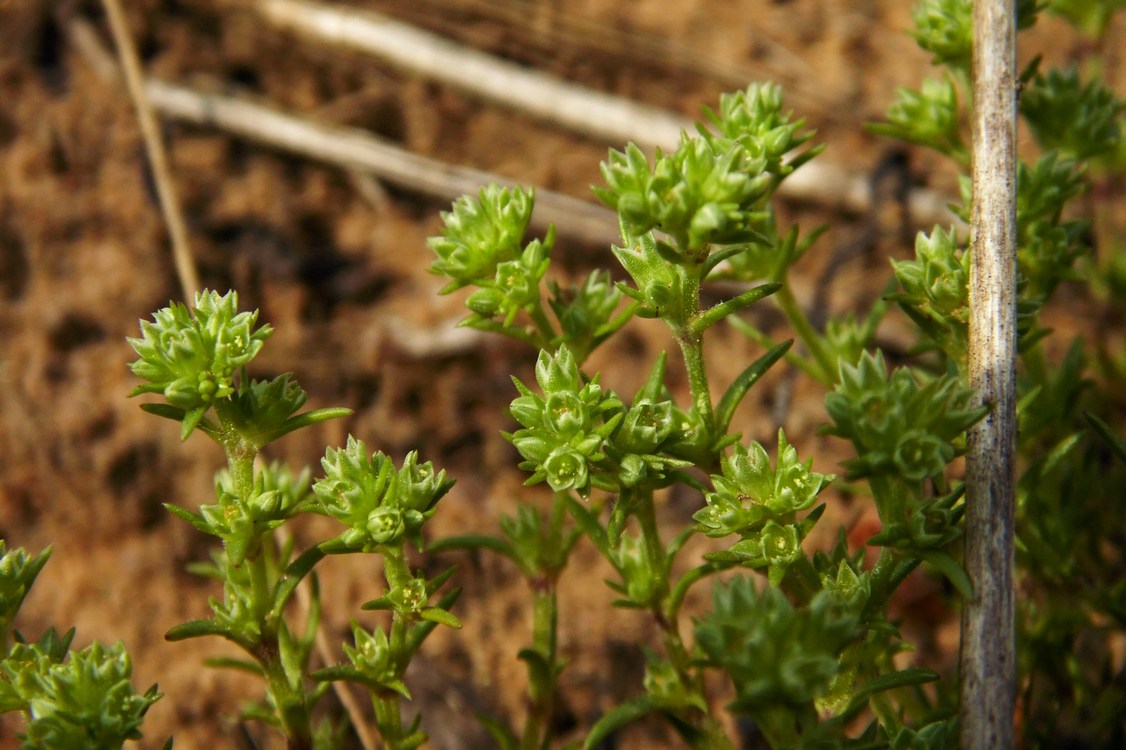 Изображение особи Scleranthus polycarpos.