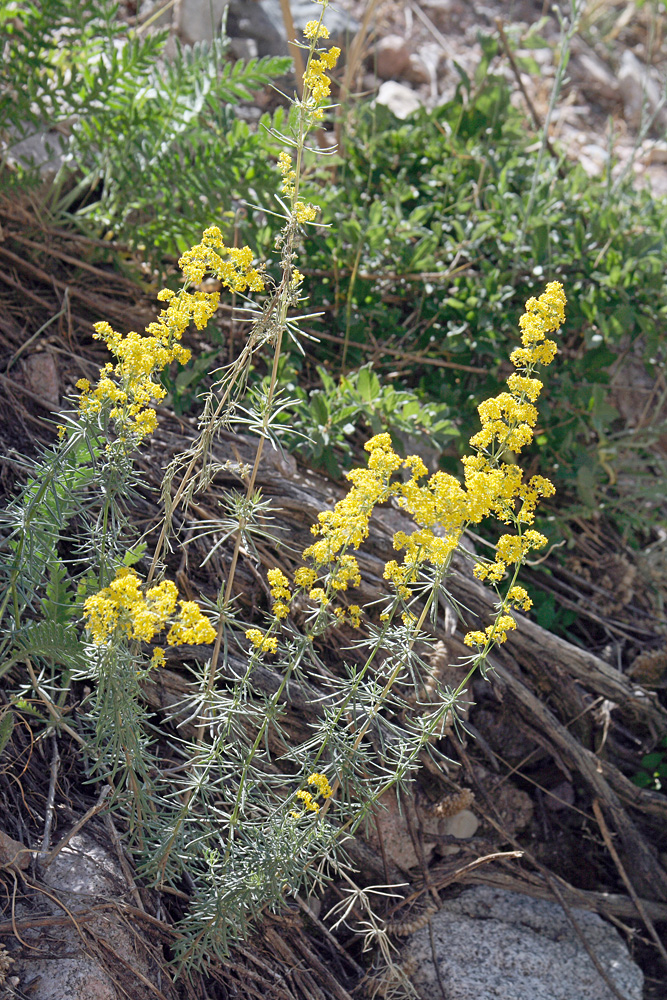 Image of Galium pamiro-alaicum specimen.