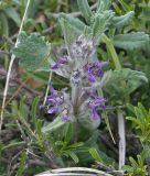 Marrubium plumosum