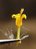 Tussilago farfara