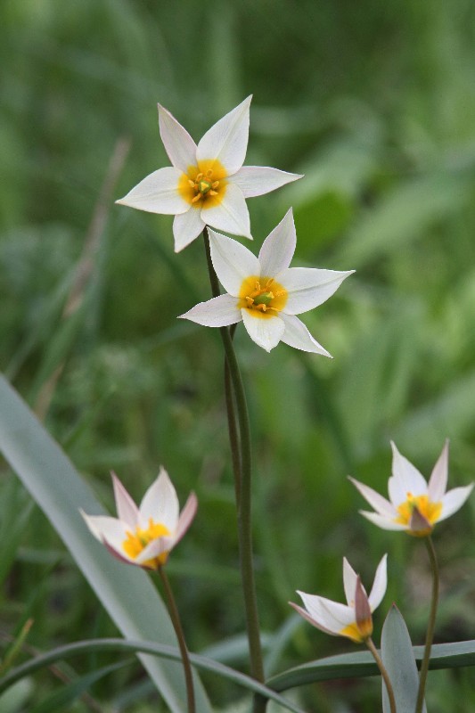 Изображение особи Tulipa bifloriformis.