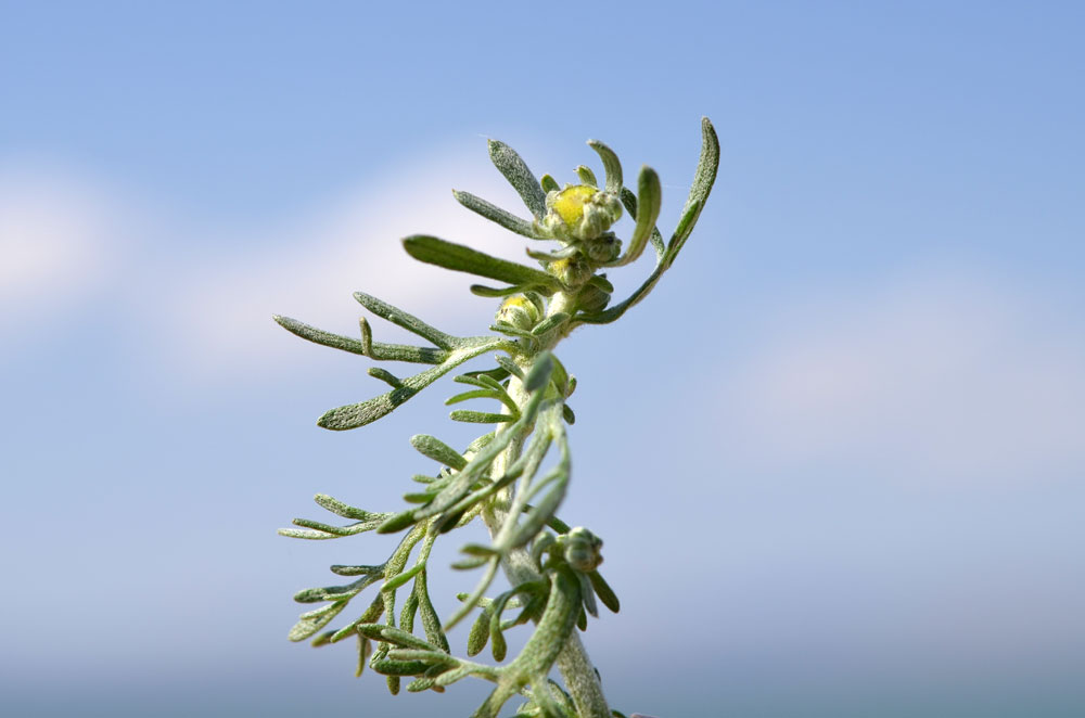 Image of genus Artemisia specimen.