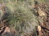 Lygeum spartum. Вегетирующее растение. Испания, Андалусия, провинция Альмерия, природный парк Cabo de Gata, прибрежный склон. 21 декабря 2009 г.