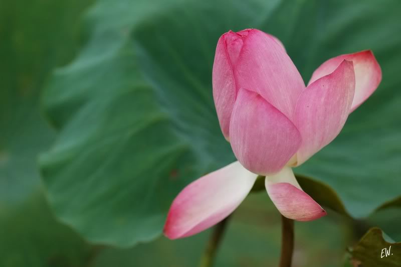 Изображение особи Nelumbo nucifera.