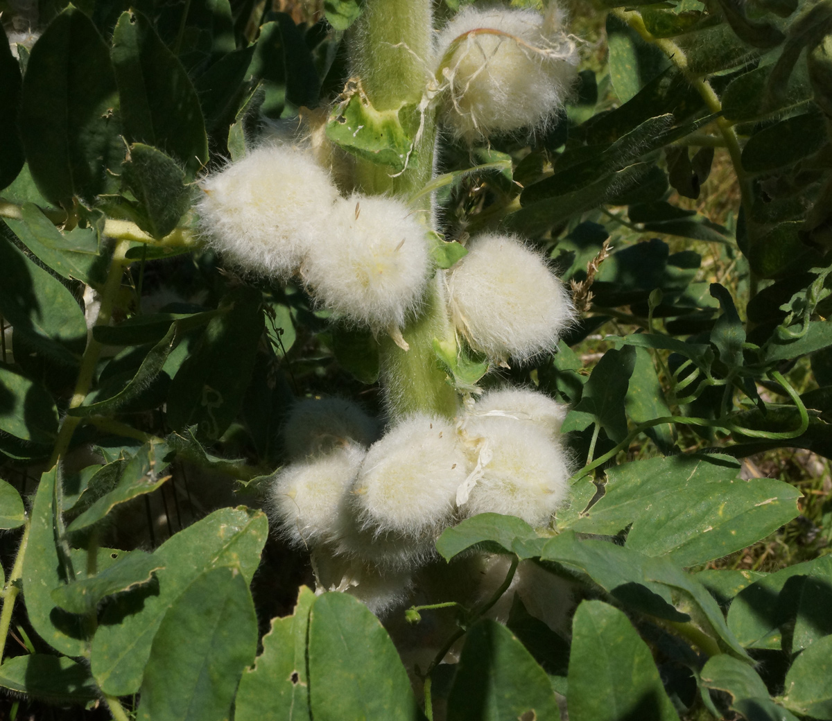 Изображение особи Astragalus sieversianus.